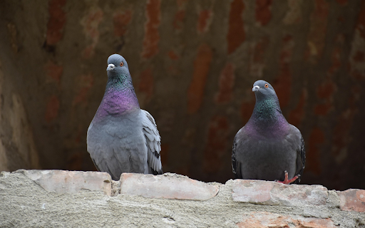 City Pigeons on the Ledge from Chrome web store to be run with OffiDocs Chromium online City Pigeons on the Ledge from Chrome web store to be run with OffiDocs Chromium online