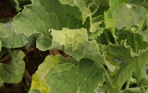 Clean vegetables from Chrome web store to be run with OffiDocs Chromium online Clean vegetables from Chrome web store to be run with OffiDocs Chromium online