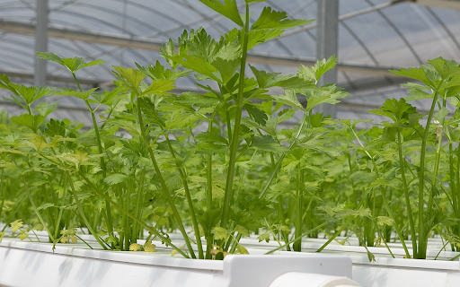 Clean vegetable technology from Chrome web store to be run with OffiDocs Chromium online Clean vegetable technology from Chrome web store to be run with OffiDocs Chromium online