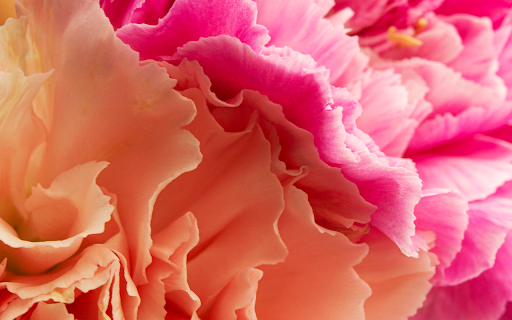 close up coral pink colored flowers from Chrome web store to be run with OffiDocs Chromium online close up coral pink colored flowers from Chrome web store to be run with OffiDocs Chromium online