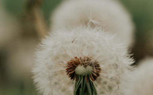 Close up of a Red Seeded Dandelion from Chrome web store to be run with OffiDocs Chromium online Close up of a Red Seeded Dandelion from Chrome web store to be run with OffiDocs Chromium online
