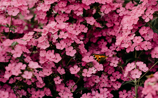 Close Up Photography of Pink Flowers from Chrome web store to be run with OffiDocs Chromium online Close Up Photography of Pink Flowers from Chrome web store to be run with OffiDocs Chromium online