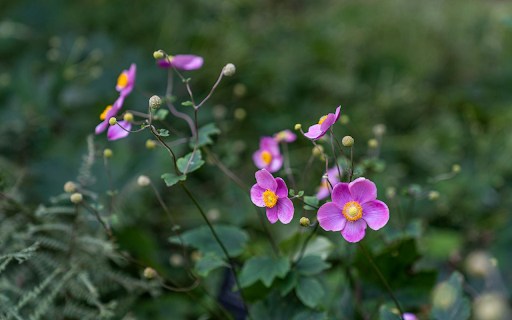 Clover Flowers Bloom from Chrome web store to be run with OffiDocs Chromium online Clover Flowers Bloom from Chrome web store to be run with OffiDocs Chromium online