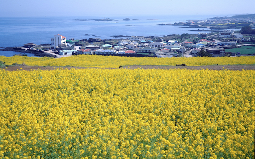 Coast and yellow flowers from Chrome web store to be run with OffiDocs Chromium online Coast and yellow flowers from Chrome web store to be run with OffiDocs Chromium online