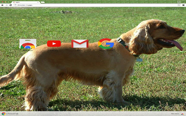 Cocker Spaniel Theme from Chrome web store to be run with OffiDocs Chromium online Cocker Spaniel Theme from Chrome web store to be run with OffiDocs Chromium online