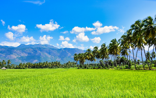 Coconut and rice from Chrome web store to be run with OffiDocs Chromium online Coconut and rice from Chrome web store to be run with OffiDocs Chromium online