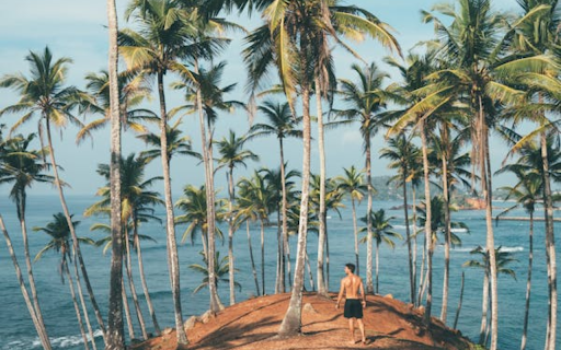Coconut trees growing on the beach from Chrome web store to be run with OffiDocs Chromium online Coconut trees growing on the beach from Chrome web store to be run with OffiDocs Chromium online