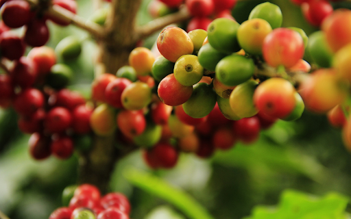 Coffee bean from Chrome web store to be run with OffiDocs Chromium online Coffee bean from Chrome web store to be run with OffiDocs Chromium online