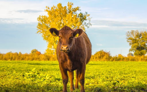 Coffee colored cow from Chrome web store to be run with OffiDocs Chromium online Coffee colored cow from Chrome web store to be run with OffiDocs Chromium online