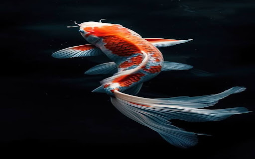 Coi fish wallpaper from Chrome web store to be run with OffiDocs Chromium online Coi fish wallpaper from Chrome web store to be run with OffiDocs Chromium online