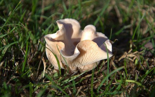 Coral Mushroom from Chrome web store to be run with OffiDocs Chromium online Coral Mushroom from Chrome web store to be run with OffiDocs Chromium online