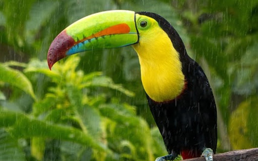 COSTA RICA THEME from Chrome web store to be run with OffiDocs Chromium online COSTA RICA THEME from Chrome web store to be run with OffiDocs Chromium online