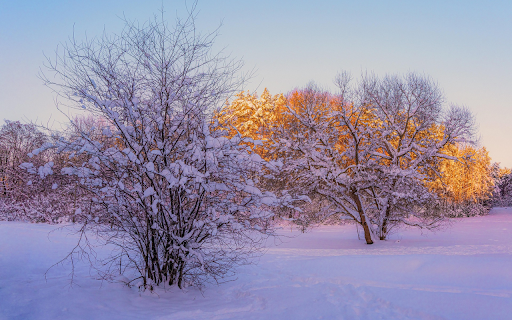 Covered by white snow from Chrome web store to be run with OffiDocs Chromium online Covered by white snow from Chrome web store to be run with OffiDocs Chromium online