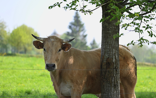 Cow Standing Under a Tree from Chrome web store to be run with OffiDocs Chromium online Cow Standing Under a Tree from Chrome web store to be run with OffiDocs Chromium online