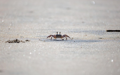 CRAB Theme from Chrome web store to be run with OffiDocs Chromium online CRAB Theme from Chrome web store to be run with OffiDocs Chromium online