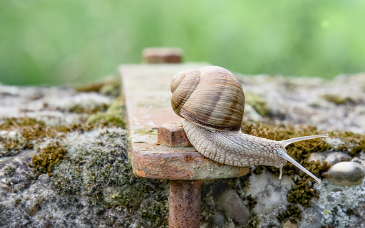 Cream colored snail from Chrome web store to be run with OffiDocs Chromium online Cream colored snail from Chrome web store to be run with OffiDocs Chromium online