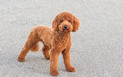 Curly dog with round eyes from Chrome web store to be run with OffiDocs Chromium online Curly dog with round eyes from Chrome web store to be run with OffiDocs Chromium online