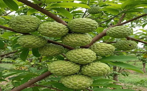 custard apple wallpaper from Chrome web store to be run with OffiDocs Chromium online custard apple wallpaper from Chrome web store to be run with OffiDocs Chromium online