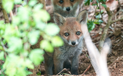Cute Baby Fox from Chrome web store to be run with OffiDocs Chromium online Cute Baby Fox from Chrome web store to be run with OffiDocs Chromium online