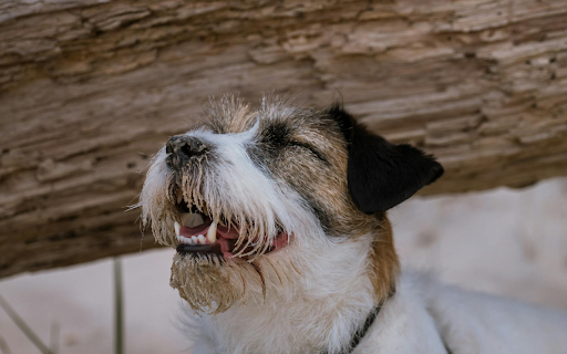 Cute Dog from Chrome web store to be run with OffiDocs Chromium online Cute Dog from Chrome web store to be run with OffiDocs Chromium online