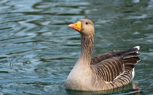 Cute Goose from Chrome web store to be run with OffiDocs Chromium online Cute Goose from Chrome web store to be run with OffiDocs Chromium online