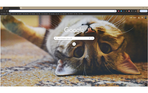 Cute kittens from Chrome web store to be run with OffiDocs Chromium online Cute kittens from Chrome web store to be run with OffiDocs Chromium online