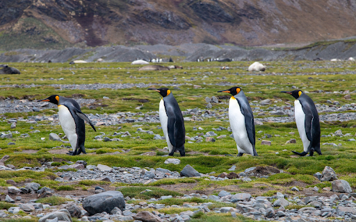 cute penguin from Chrome web store to be run with OffiDocs Chromium online cute penguin from Chrome web store to be run with OffiDocs Chromium online