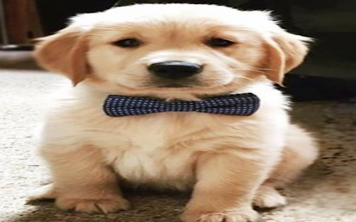 Cute small dog wallpaper from Chrome web store to be run with OffiDocs Chromium online Cute small dog wallpaper from Chrome web store to be run with OffiDocs Chromium online