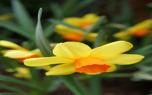 Daffodil Wallpaper from Chrome web store to be run with OffiDocs Chromium online Daffodil Wallpaper from Chrome web store to be run with OffiDocs Chromium online
