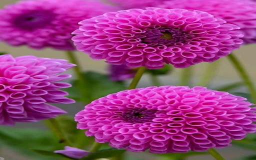 dahlia chrysanthemum flowers wallpaper from Chrome web store to be run with OffiDocs Chromium online dahlia chrysanthemum flowers wallpaper from Chrome web store to be run with OffiDocs Chromium online