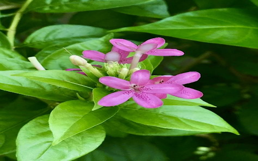 Daisy flower wallpaper from Chrome web store to be run with OffiDocs Chromium online Daisy flower wallpaper from Chrome web store to be run with OffiDocs Chromium online