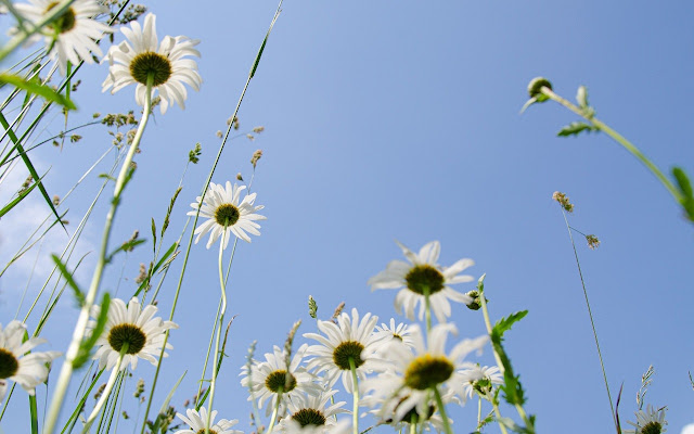 Daisy Theme from Chrome web store to be run with OffiDocs Chromium online Daisy Theme from Chrome web store to be run with OffiDocs Chromium online