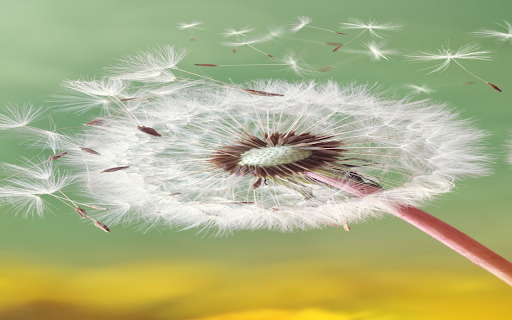 Dandelion in the wind wallpaper from Chrome web store to be run with OffiDocs Chromium online Dandelion in the wind wallpaper from Chrome web store to be run with OffiDocs Chromium online