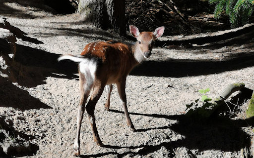 Deer and shadow from Chrome web store to be run with OffiDocs Chromium online Deer and shadow from Chrome web store to be run with OffiDocs Chromium online