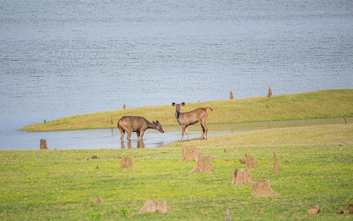 Deer by the lake from Chrome web store to be run with OffiDocs Chromium online Deer by the lake from Chrome web store to be run with OffiDocs Chromium online