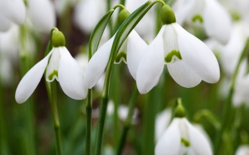 Delicate Snowdrop Blooms from Chrome web store to be run with OffiDocs Chromium online Delicate Snowdrop Blooms from Chrome web store to be run with OffiDocs Chromium online