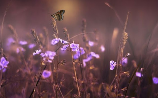 Delicate Veronica in a Soft Haze from Chrome web store to be run with OffiDocs Chromium online Delicate Veronica in a Soft Haze from Chrome web store to be run with OffiDocs Chromium online