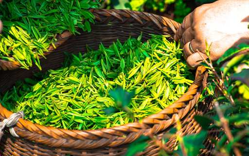 Delicious green tea buds from Chrome web store to be run with OffiDocs Chromium online Delicious green tea buds from Chrome web store to be run with OffiDocs Chromium online