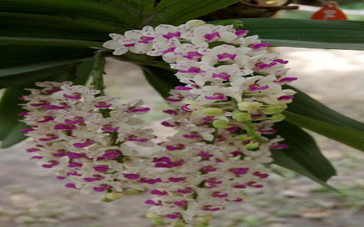 Dendrobium wallpaper from Chrome web store to be run with OffiDocs Chromium online Dendrobium wallpaper from Chrome web store to be run with OffiDocs Chromium online