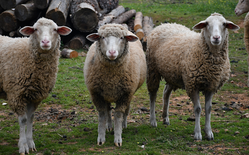 Dirty sheep from Chrome web store to be run with OffiDocs Chromium online Dirty sheep from Chrome web store to be run with OffiDocs Chromium online