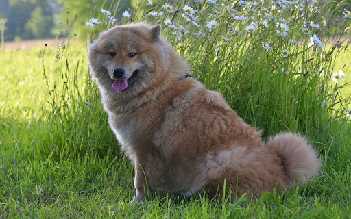 Dog and flowers from Chrome web store to be run with OffiDocs Chromium online Dog and flowers from Chrome web store to be run with OffiDocs Chromium online