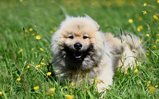 Dog and Grass Garden from Chrome web store to be run with OffiDocs Chromium online Dog and Grass Garden from Chrome web store to be run with OffiDocs Chromium online
