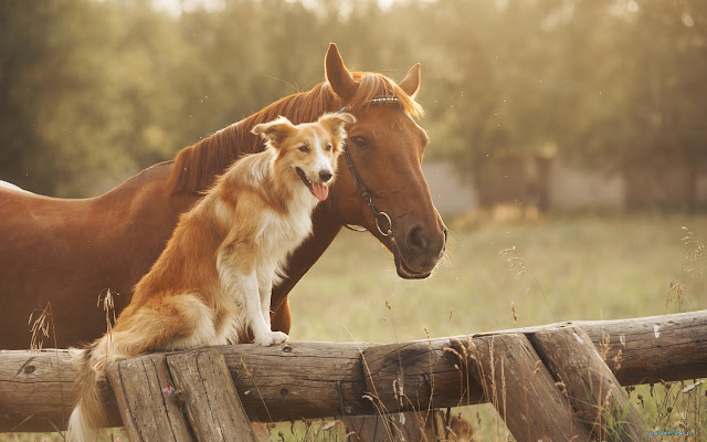 Dog and Horse from Chrome web store to be run with OffiDocs Chromium online Dog and Horse from Chrome web store to be run with OffiDocs Chromium online