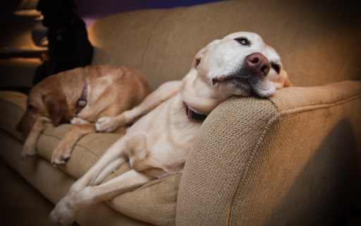 Dogs on the sofa from Chrome web store to be run with OffiDocs Chromium online Dogs on the sofa from Chrome web store to be run with OffiDocs Chromium online