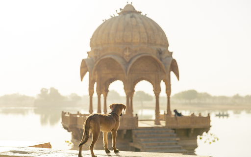 Dog standing on lake from Chrome web store to be run with OffiDocs Chromium online Dog standing on lake from Chrome web store to be run with OffiDocs Chromium online