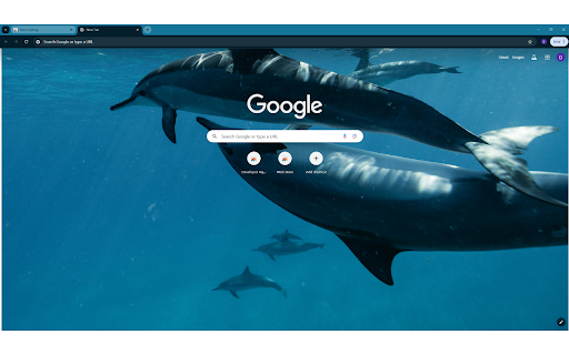 Dolphins swimming in the ocean from Chrome web store to be run with OffiDocs Chromium online Dolphins swimming in the ocean from Chrome web store to be run with OffiDocs Chromium online