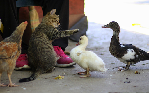 Domestic animals from Chrome web store to be run with OffiDocs Chromium online Domestic animals from Chrome web store to be run with OffiDocs Chromium online