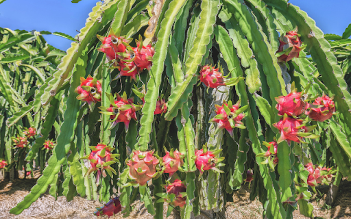 Dragon fruit Tree from Chrome web store to be run with OffiDocs Chromium online Dragon fruit Tree from Chrome web store to be run with OffiDocs Chromium online