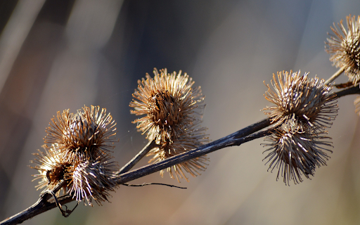 Dried Flower Branch from Chrome web store to be run with OffiDocs Chromium online Dried Flower Branch from Chrome web store to be run with OffiDocs Chromium online