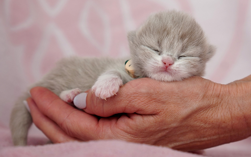 Drunk Kitten from Chrome web store to be run with OffiDocs Chromium online Drunk Kitten from Chrome web store to be run with OffiDocs Chromium online